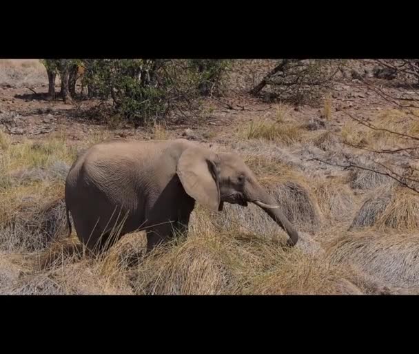 Desert Elephant Feeding Ephemeral River Bed Palmwag Region Namibia — Stockvideo