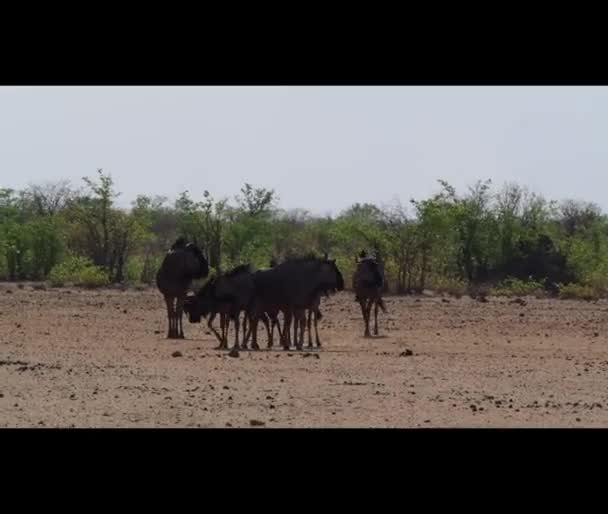 Herd Blue Wildebeest Standing Heat Haze Arid Region Etosha National — Stock videók