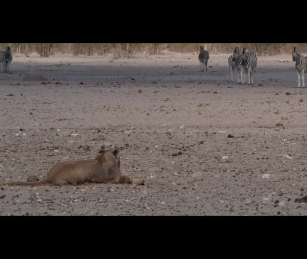 Lonely Female Lioness Hunting Zebra Plains Etosha National Park Namibia — Vídeo de stock