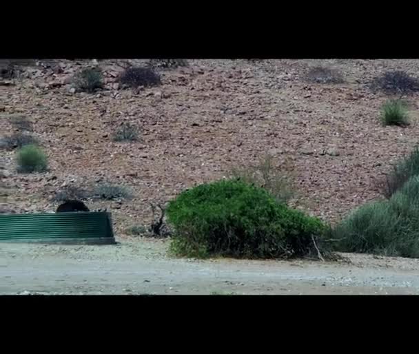 Ostriches Running Heat Haze Water Hole Desolation Damaraland Namibia — стоковое видео