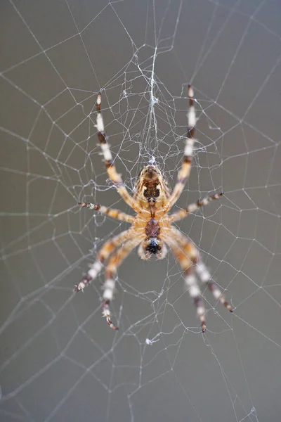 Araneus Belongs Family Common Orb Weaving Spiders — Φωτογραφία Αρχείου