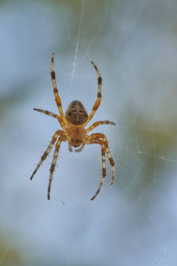 Araneus sıradan küre örümcekleri familyasına aittir.