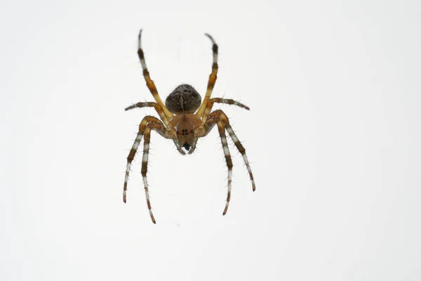 Araneus Belongs Family Common Orb Weaving Spiders — стоковое фото