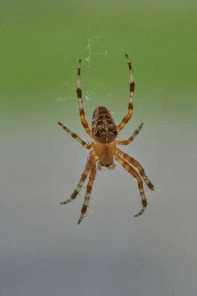 Аранеус Належить Родини Спільних Павуків Які Тчуть Груди — стокове фото