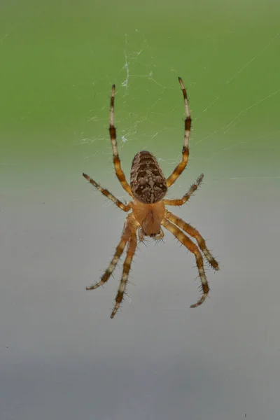 Araneus Belongs Family Common Orb Weaving Spiders — Stock Fotó