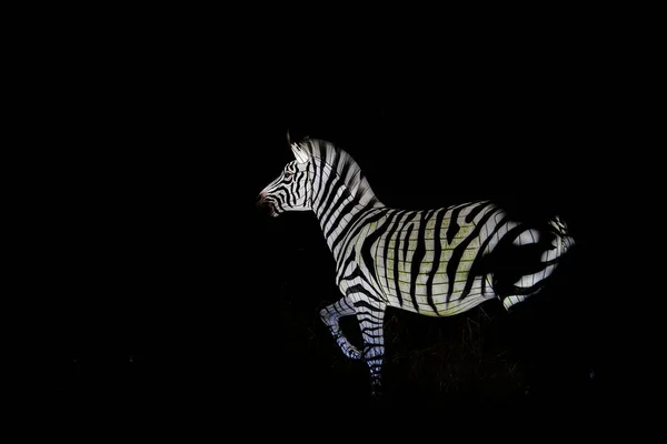 Osabrueck Germany 2020 Illuminated Sculpture Zoo Lights Osnabrueck Showing Zebra — Fotografia de Stock