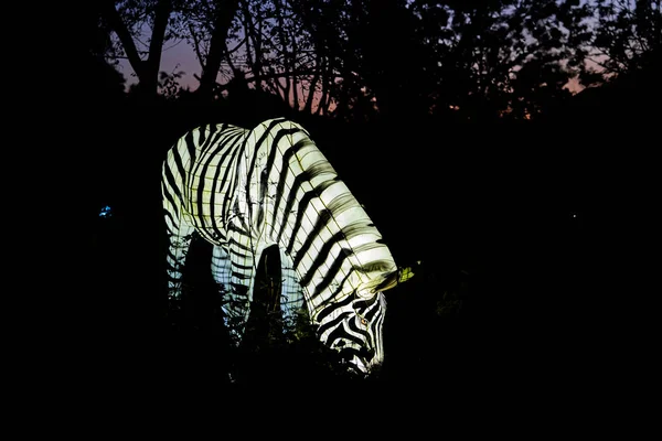Osabrueck Germany 2020 Illuminated Sculpture Zoo Lights Osnabrueck Showing Zebra — Stockfoto