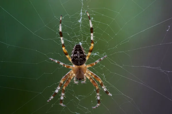 Araneus Belongs Family Common Orb Weaving Spiders — стоковое фото