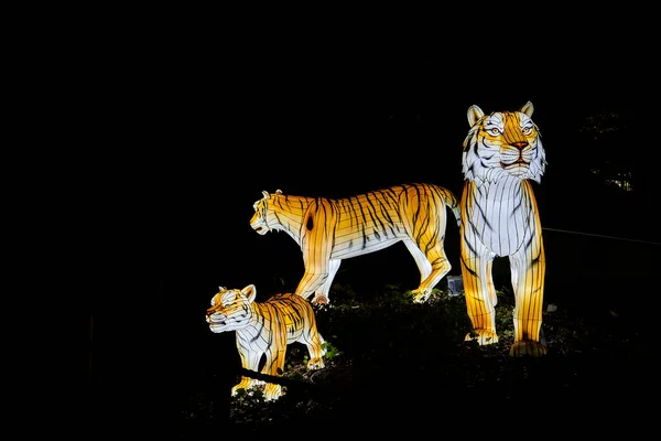 Osabrueck, Germany - 09 19 2020: Illuminated Sculpture at zoo lights Osnabrueck showing Tiger