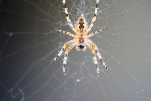 Araneus Belongs Family Common Orb Weaving Spiders — стоковое фото