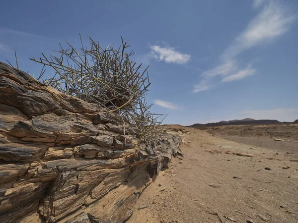 Petrified Tree Lying Arid Region Damaraland Namibia — Stok fotoğraf