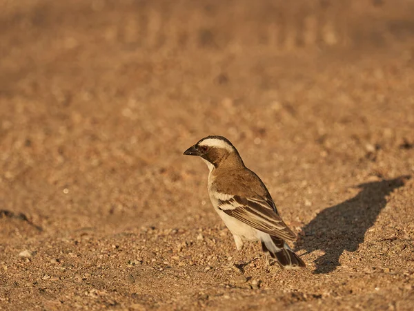 Weaver Bird Sitting Sandy Ground Namibia — Stock fotografie