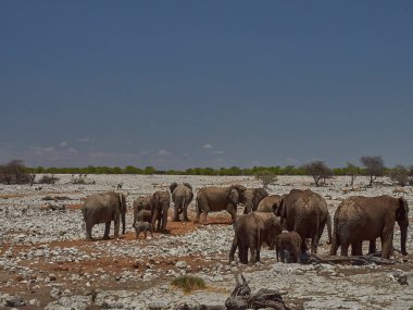 African Elephant drinking at the Okaukuejo water hole in Etosha Namibia