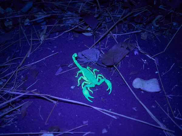 Scorpion at night illuminated by UV light