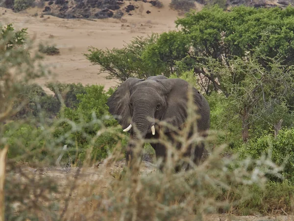 Desert Elephant Feeding Ephemeral River Bed Hoanib River Namibia — Zdjęcie stockowe