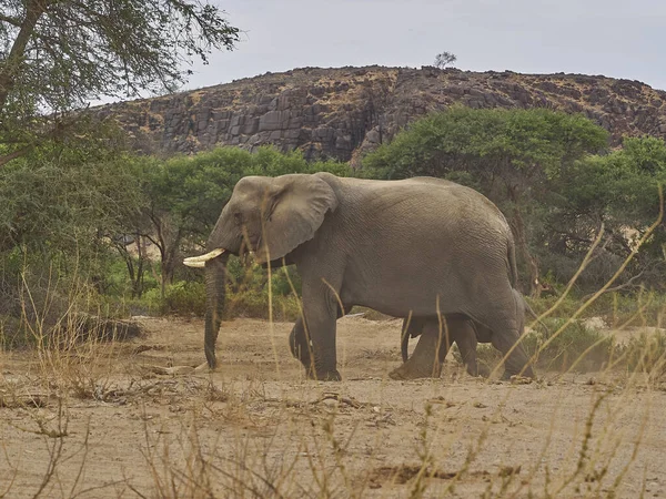 Desert Elephant Feeding Ephemeral River Bed Hoanib River Namibia — Foto de Stock