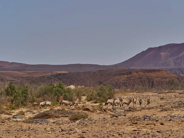 Oryx Antelopes Standing Ridge Rocky Mountain Arid Region Damaraland Namibia — Stok fotoğraf