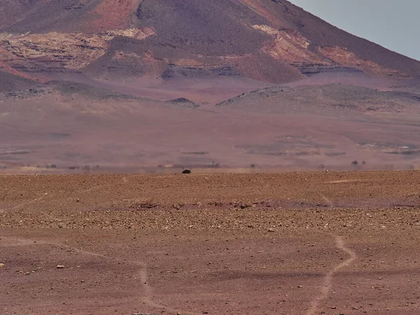 Lonely Ostrich Standing Heat Haze Desolation Damaraland Namibia — Stok fotoğraf