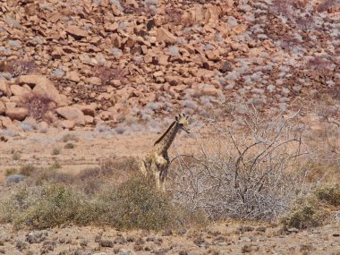 Giraffe feeding the dry and arid region of Damaraland in Namibia, Africa