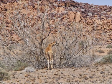 Giraffe feeding the dry and arid region of Damaraland in Namibia, Africa