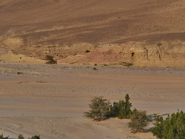 Brown Hyena Jan Joubert Koppie Hoarusib Ephemeral River Arid Dry — Stok fotoğraf