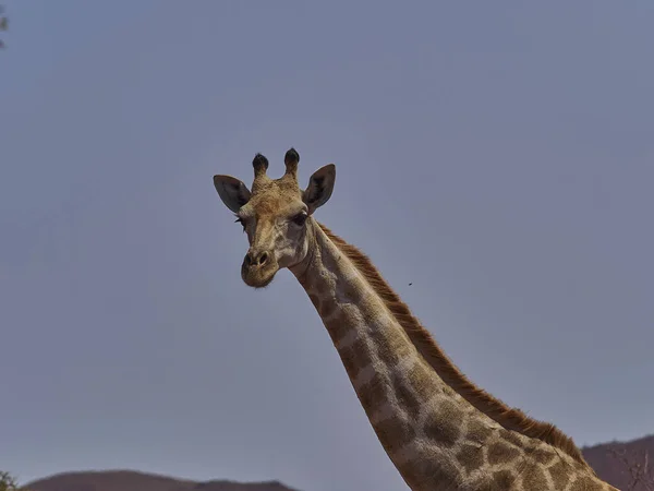 Giraffe Feeding Dry Arid Region Damaraland Namibia Africa — Foto de Stock