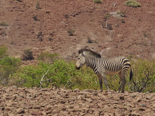 Hartmanns Mountain Zebra Standing Rocky Plains Damaraland Namibia — 图库照片