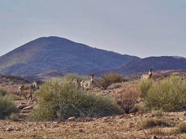 Hartmanns Mountain Zebra standing in the rocky plains of the Kaokoland in Namibia