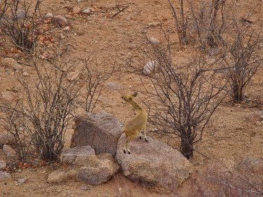 tiny Damara Dik Dik browsing in the bush of Namibia