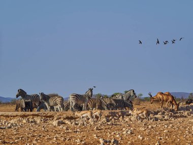 Group of Plains Zebras together with red Hartebeest at a water hole in Etosha National Park Namibia