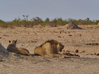 group of lion resting in the plains of Etosha National park Namibia