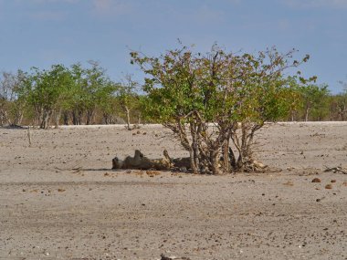 Group of lion in the shade of a small mopane tree at a water hole in Etosha national park in Namibia