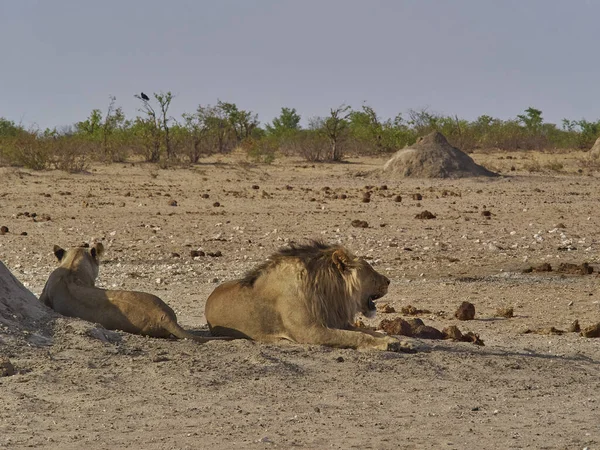 group of lion resting in the plains of Etosha National park Namibia