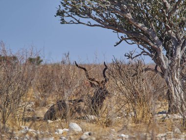 Big Kudu ram relaxing in the shade of bush in Etosha national park, Namibia