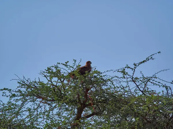 Raptor Bird Prey High Tree Etosha National Park Namibia — Photo