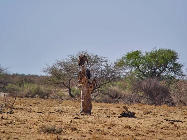 Flock Vultures Sitting Dead Tree Etosha National Park Namibia — Zdjęcie stockowe