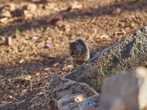 Little Ground Squirrel Sitting Rock Feasting Seed — Photo