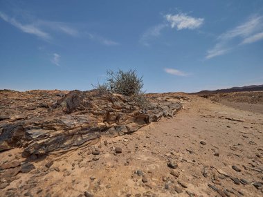 A petrified tree lying in the arid region of Damaraland Namibia