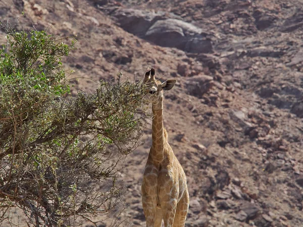 Giraffe Feeding Dry Arid Region Damaraland Namibia Africa — Fotografia de Stock