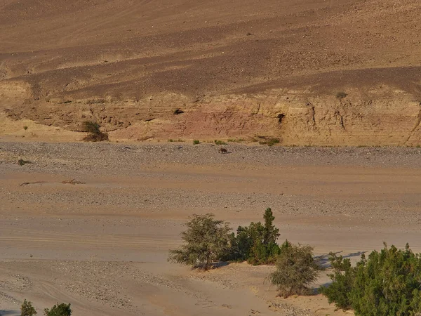 Brown Hyena Jan Joubert Koppie Hoarusib Ephemeral River Arid Dry — Stok fotoğraf