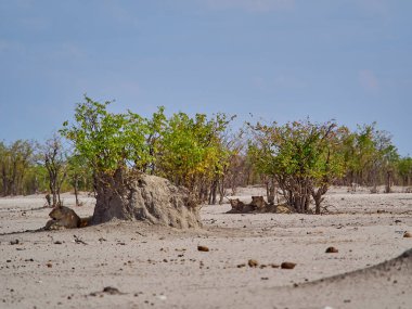 Group of lion in the shade of a small mopane tree at a water hole in Etosha national park in Namibia