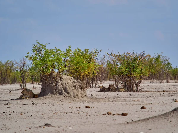 Group Lion Shade Small Mopane Tree Water Hole Etosha National — Zdjęcie stockowe