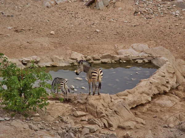 Hartmanns Mountain Zebra Drinking Water Hole Damaraland Namibia — Fotografie, imagine de stoc
