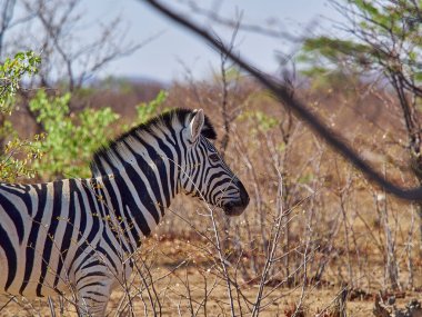 Plains Zebra walking through Etosha Natiional Park, Namibia