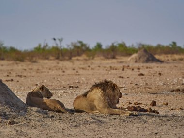 Etosha Ulusal Parkı Namibya düzlüklerinde bir grup aslan.
