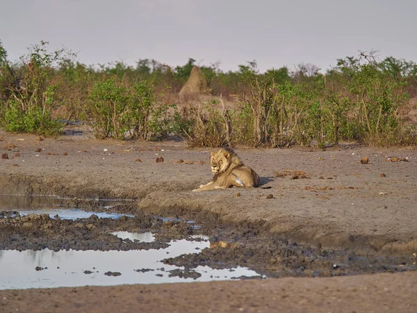 Big Male Lion Lying Next Water Hole Etosha National Park — Zdjęcie stockowe
