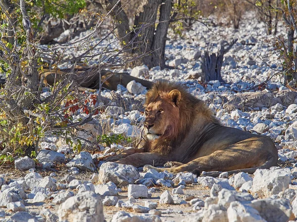 Big Male Maned Lion Relaxing Shade Mopane Tree Rocky Ground — Zdjęcie stockowe