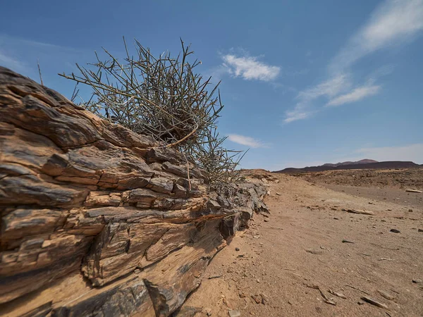 Petrified Tree Lying Arid Region Damaraland Namibia — Stok fotoğraf