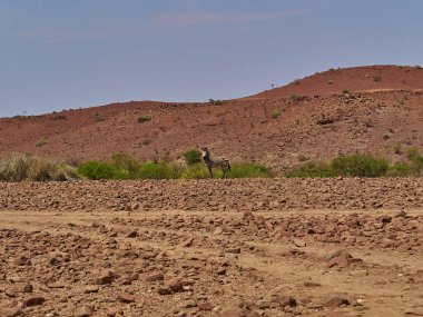 Hartmanns Mountain Zebra standing in the rocky plains of the Damaraland in Namibia
