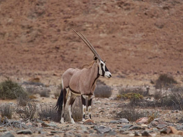 Oryx Antelope Gemsbok Grazing Hoanib Ephemeral River Bed Namibia — Stock fotografie